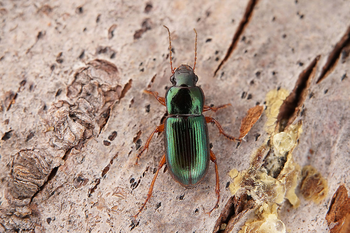 Harpalus (Harpalus) affinis (Schrank, 1781) 10 mm long Carabidae Fall,France,Geotagged,Harpalus affinis