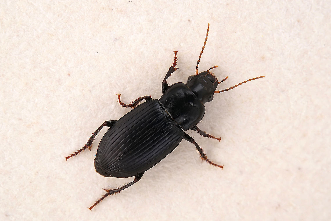 Harpalus (Harpalus) rufipalpis Sturm, 1818 9 mm long Carabidae Fall,France,Geotagged,Harpalus rufipalpis