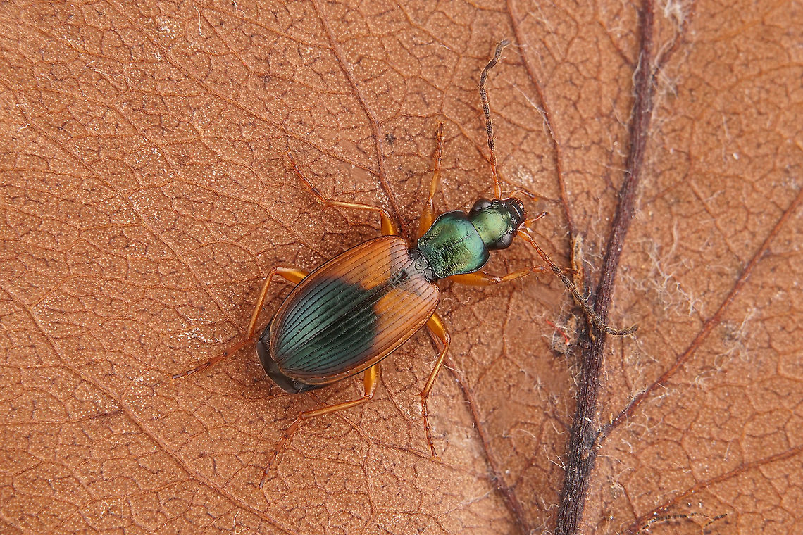 Anchomenus dorsalis (Pontoppidan, 1763) 7.5 mm long Carabidae Anchomenus dorsalis,Fall,France,Geotagged
