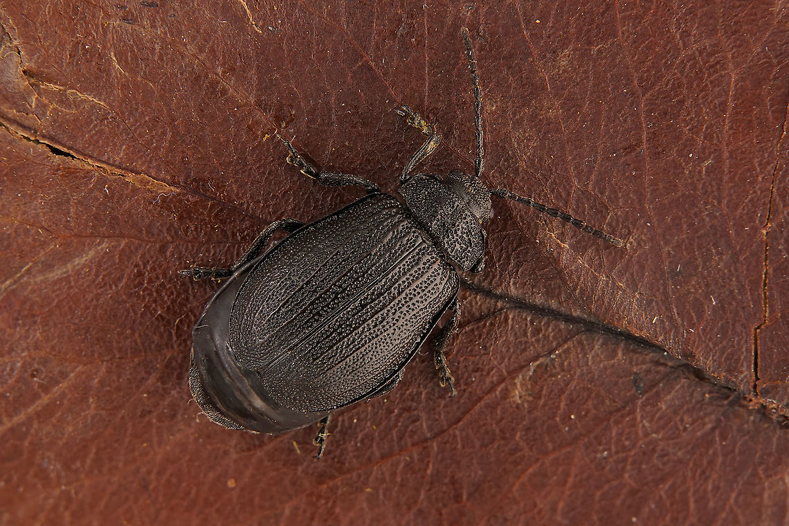 Galeruca (Galeruca) tanaceti (Linnaeus, 1758), female 13 mm long Chrysomelidae Fall,France,Galeruca tanaceti,Geotagged