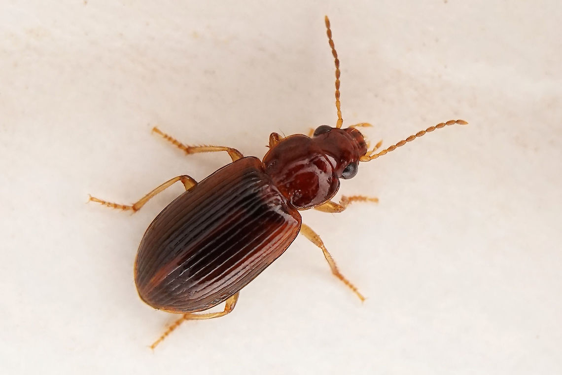 Bradycellus (Bradycellus) harpalinus (Audinet-Serville, 1821) 4.3 mm long Carabidae Bradycellus harpalinus,France,Geotagged,Summer