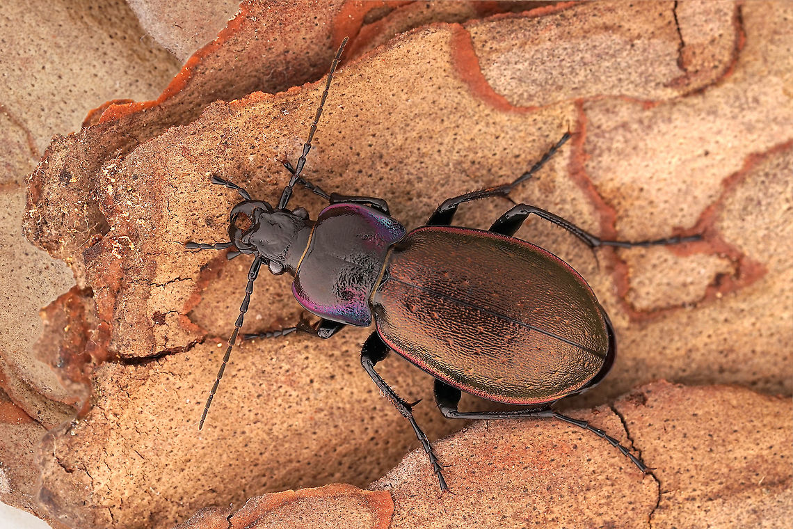 Carabus nemoralis O.F. Müller, 1764 26 mm long Carabidae Carabus nemoralis,Fall,France,Geotagged