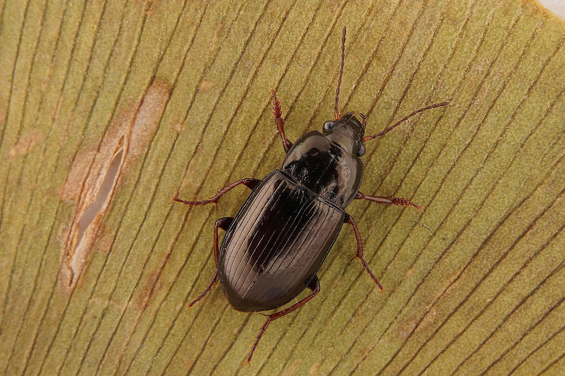 Amara (Celia) bifrons (Gyllenhal, 1810) 7 mm long Carabidae Amara bifrons,Fall,France,Geotagged
