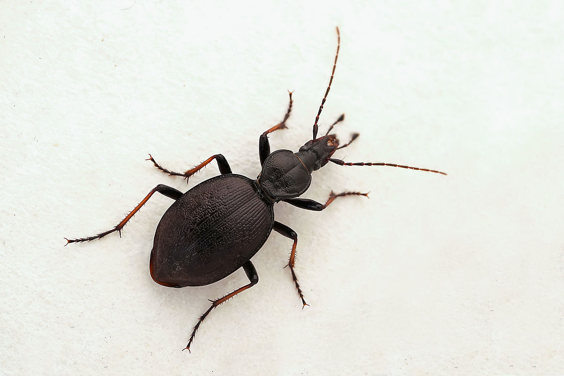 Cychrus attenuatus (Fabricius, 1792), female 17 mm long Carabidae Cychrus attenuatus,Fall,France,Geotagged