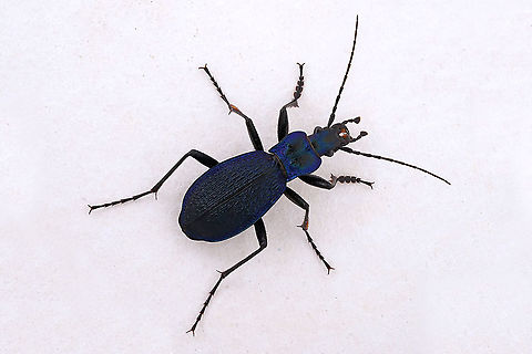 Carabus (Chaetocarabus) intricatus Linnaeus, 1761 27 mm long Carabidae Blue Ground Beetle,Carabus intricatus,Fall,France,Geotagged