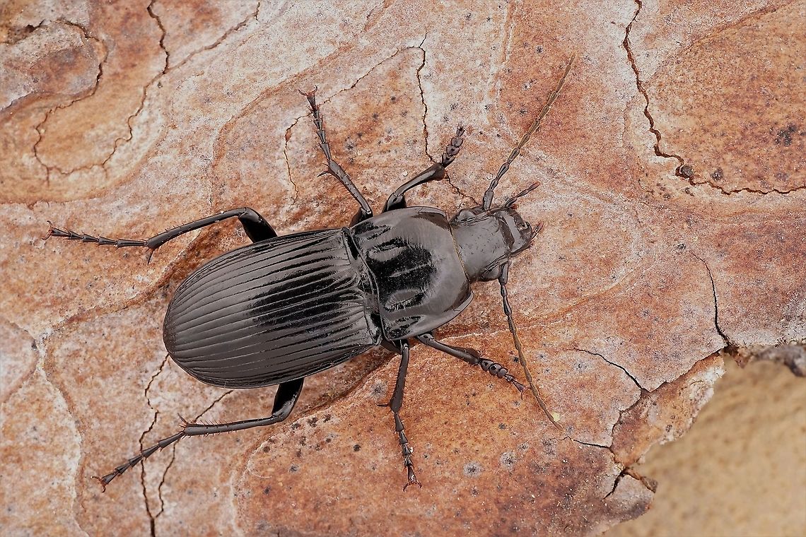 Abax parallelepipedus (Piller Mitterpacher,1783) 20 mm long Carabidae Abax parallelepipedus,Fall,France,Geotagged