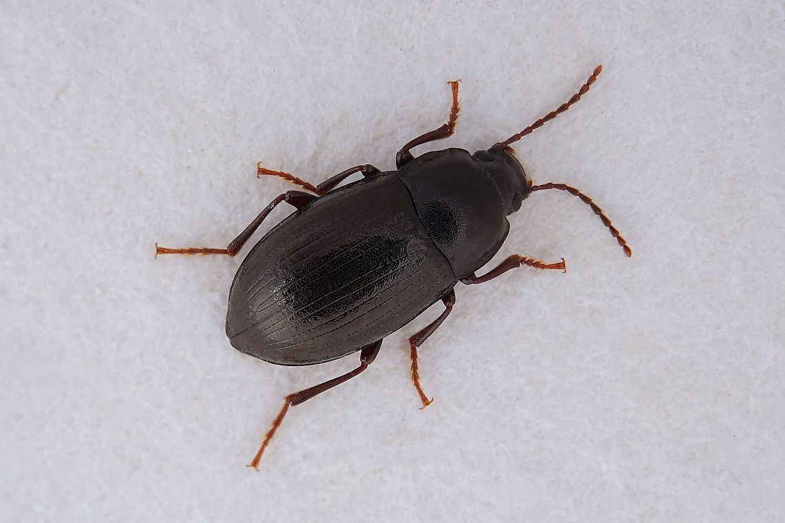 Nalassus laevioctostriatus (Goeze, 1777) 9 mm long Tenebrionidae  Fall,France,Geotagged,Nalassus laevioctostriatus
