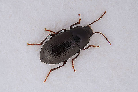 Nalassus laevioctostriatus (Goeze, 1777) 9 mm long Tenebrionidae  Fall,France,Geotagged,Nalassus laevioctostriatus