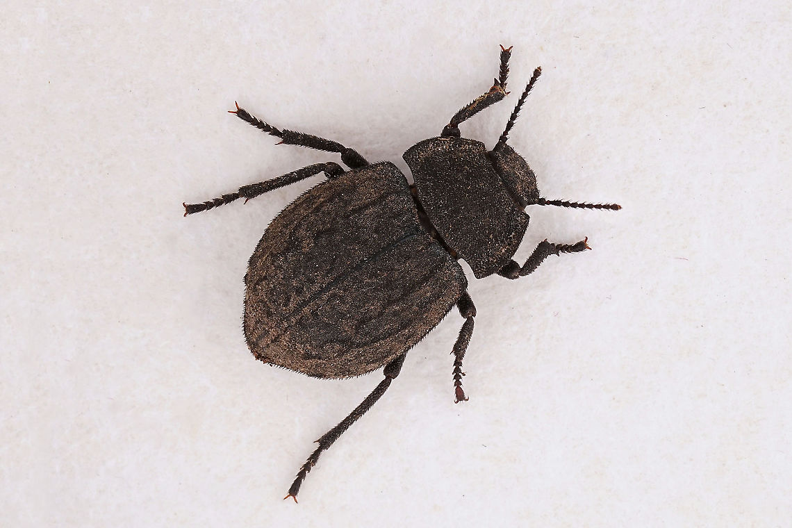 Asida sabulosa (Fuessly, 1775) 13 mm long Tenebrionidae Asida sabulosa,Fall,France,Geotagged