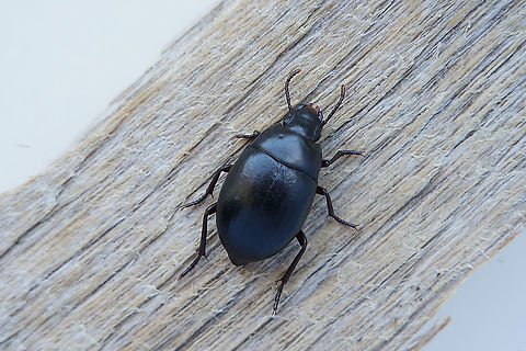 Oxycara sp. 8 mm long Tenebrionidae.
Possibly Oxycara rihanei (waiting for confirmation) Fall,Geotagged,Oman