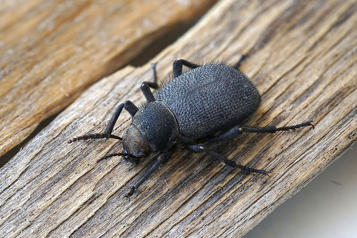 Trachyderma sp. 20 mm long Tenebrionidae Fall,Geotagged,Oman