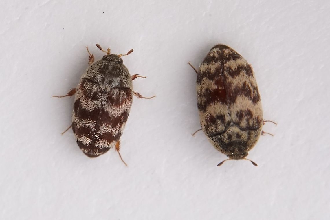 Attagenus posticalis Fairmaire, 1879 2.5 mm Dermestidae couple Attagenus posticalis,Fall,Geotagged,Oman