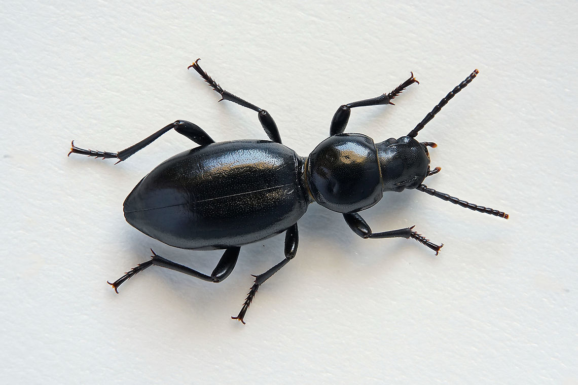 Microdera marginata deserticola (Blair,1933) 13 mm long Tenebrionidae, Tentyriini tribe Fall,Geotagged,Microdera marginata,Oman