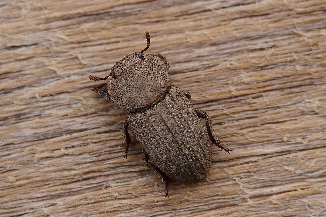Scleron sp. 6 mm long Opatrini, Tenebrioninae from Oman Fall,Geotagged,Oman