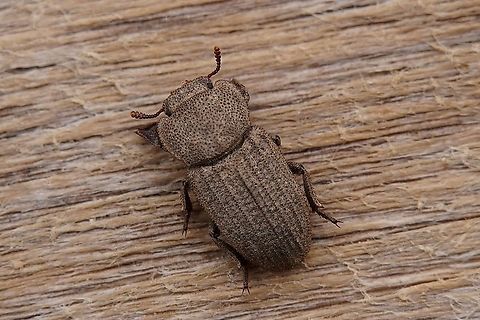 Scleron sp. 6 mm long Opatrini, Tenebrioninae from Oman Fall,Geotagged,Oman