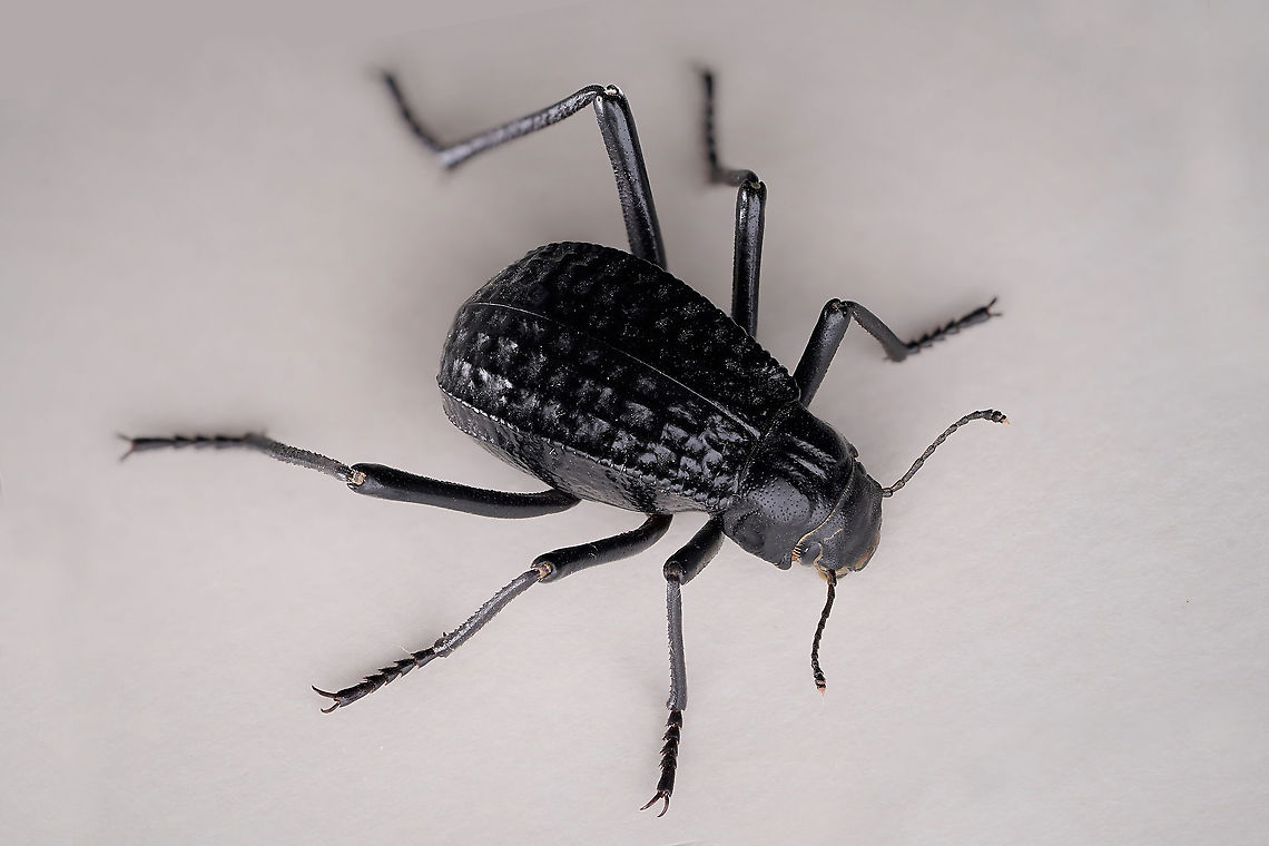 Adesmia cancellata (Klug, 1830) 16 mm long Tenebrionidae Adesmia cancellata,Fall,Geotagged,Oman