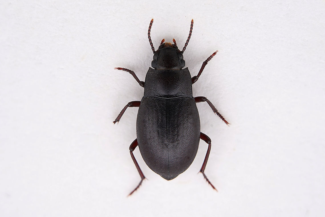 Oxycara cf buettikeri Kaszab, 1979 6.5mm long Tenebrionidae Fall,Geotagged,Oman,Oxycara buettikeri