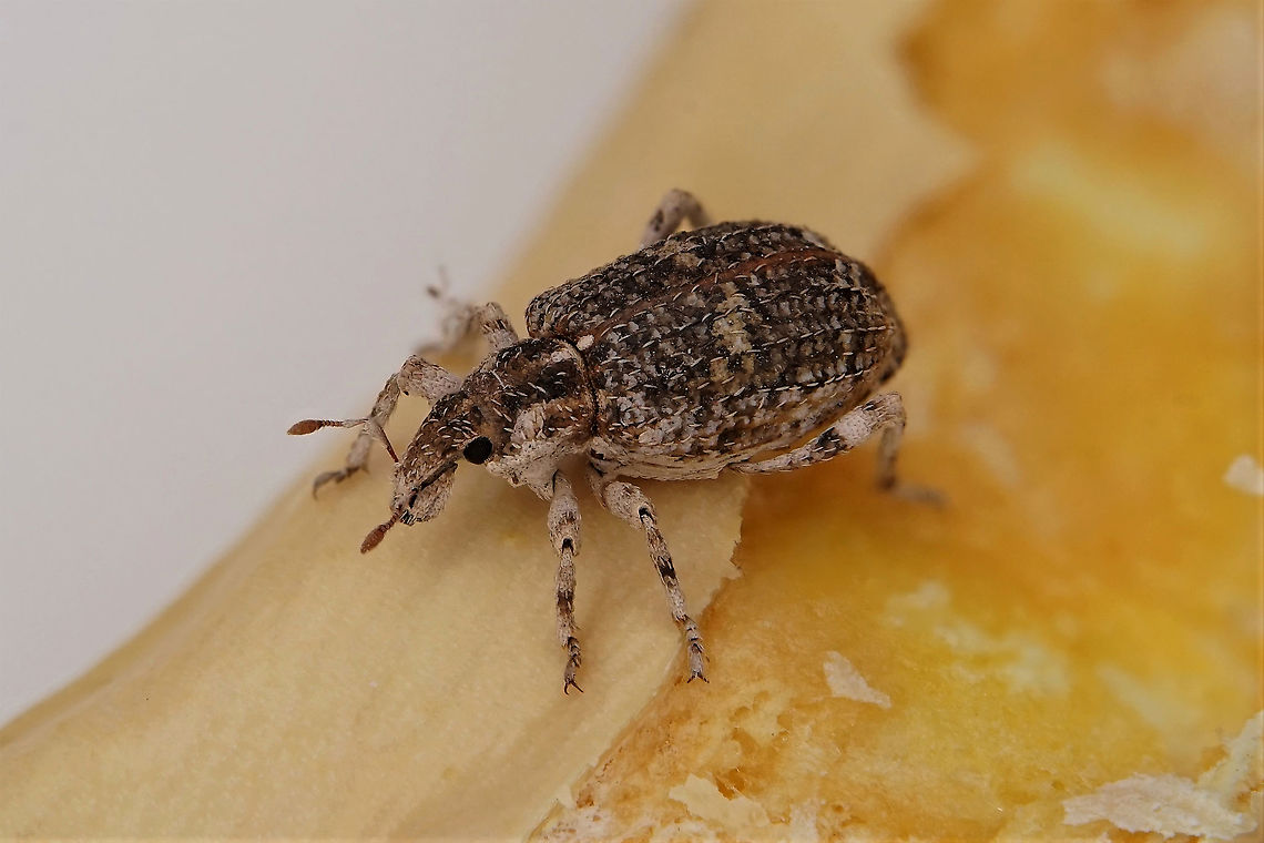 Gronops sp. 5.6 mm long, without rostrum, Cyclominae from Oman Fall,Geotagged,Oman