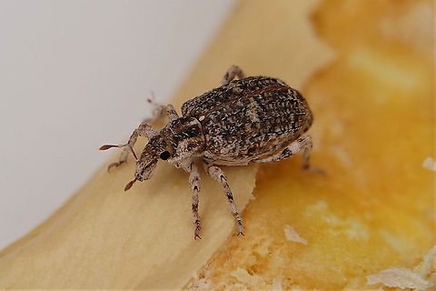 Gronops sp. 5.6 mm long, without rostrum, Cyclominae from Oman Fall,Geotagged,Oman