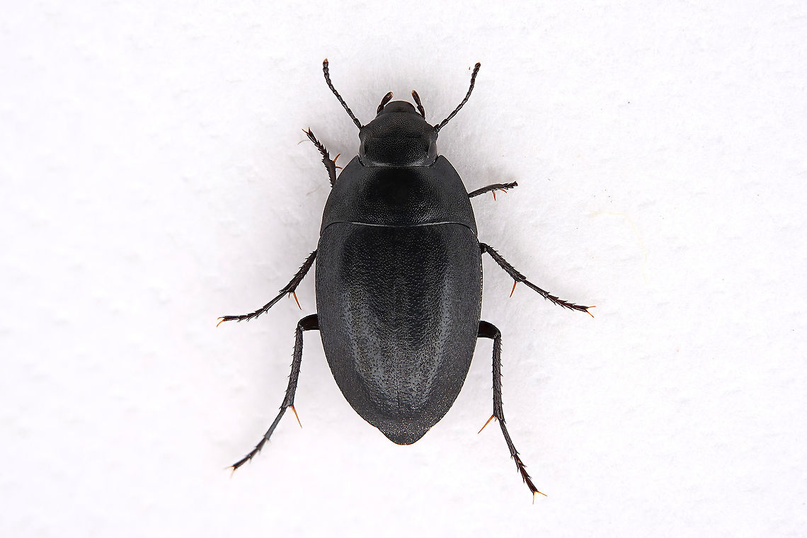 Zophosis sp 6.6 mm Tenebrionidae from Oman Fall,Geotagged,Oman