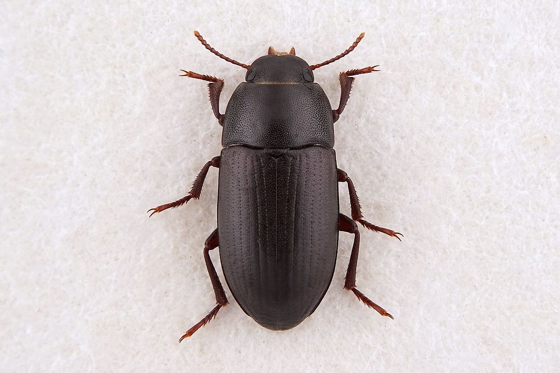 Opatroides punctulatus subcylindricus (Ménétriès, 1849) 7.8 mm long Tenebrionidae, Opatrini tribe.<br />
The subspecies determination is based on the locality (Oman) Fall,Geotagged,Oman,Opatroides punctulatus