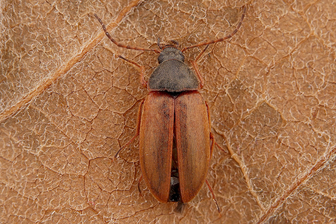 Isomira testacea Seidlitz, 1896 6 mm long little Tenebrionidae, Alleculinae Fall,France,Geotagged,Isomira testacea
