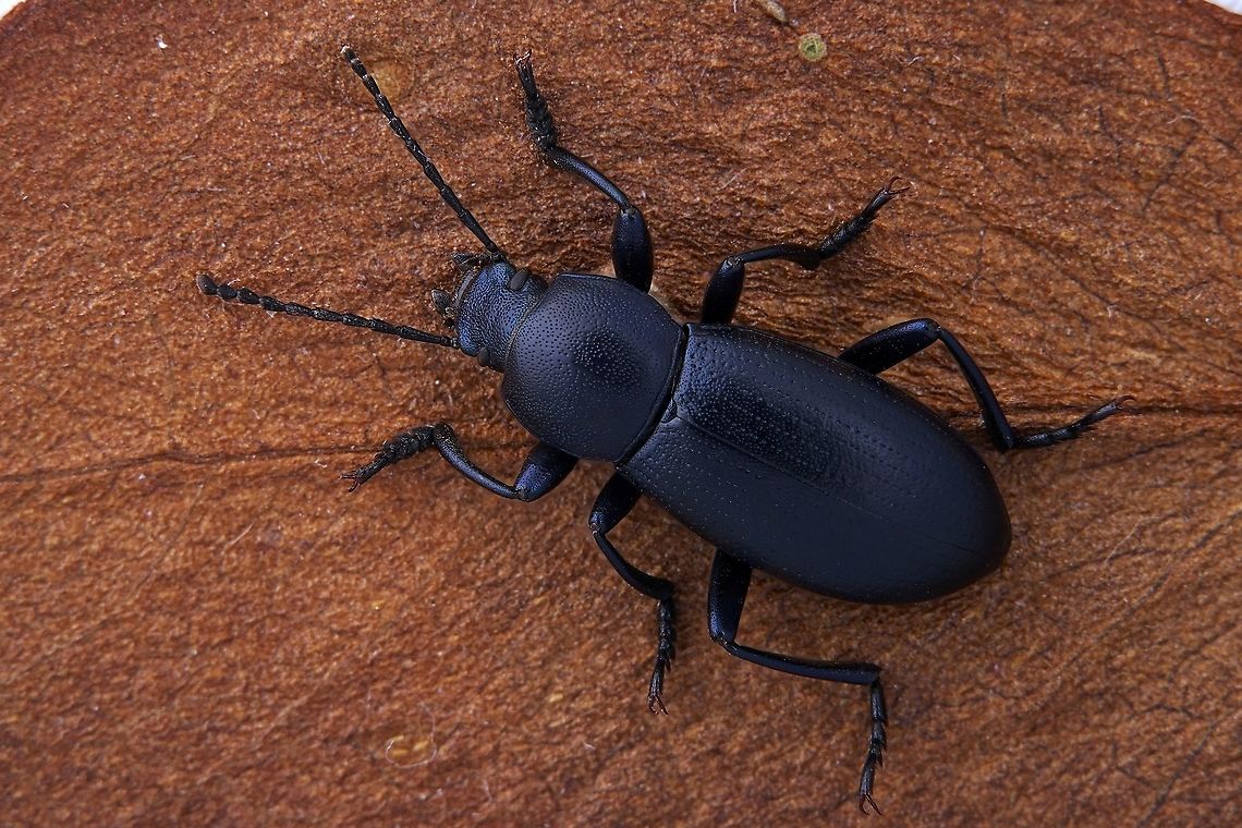 Raiboscelis azureus (Brullé, 1832) 12.8 mm long Tenebrionidae from Greece Fall,Geotagged,Greece,Raiboscelis azureus