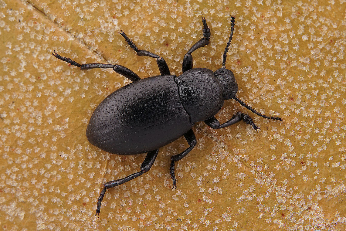 Dendarus (Pandarinus) messenius (Brullé, 1832) 14 mm long Tenebrionidae from Greece<br />
ID based on this publication: <a href="https://www.researchgate.net/publication/311844896_Coleoptera_Tenebrionidae_recorded_by_Serge_Peslier_during_recent_entomological_trips_in_Greece_in_French" rel="nofollow">https://www.researchgate.net/publication/311844896_Coleoptera_Tenebrionidae_recorded_by_Serge_Peslier_during_recent_entomological_trips_in_Greece_in_French</a><br />
 Dendarus messenius,Fall,Geotagged,Greece
