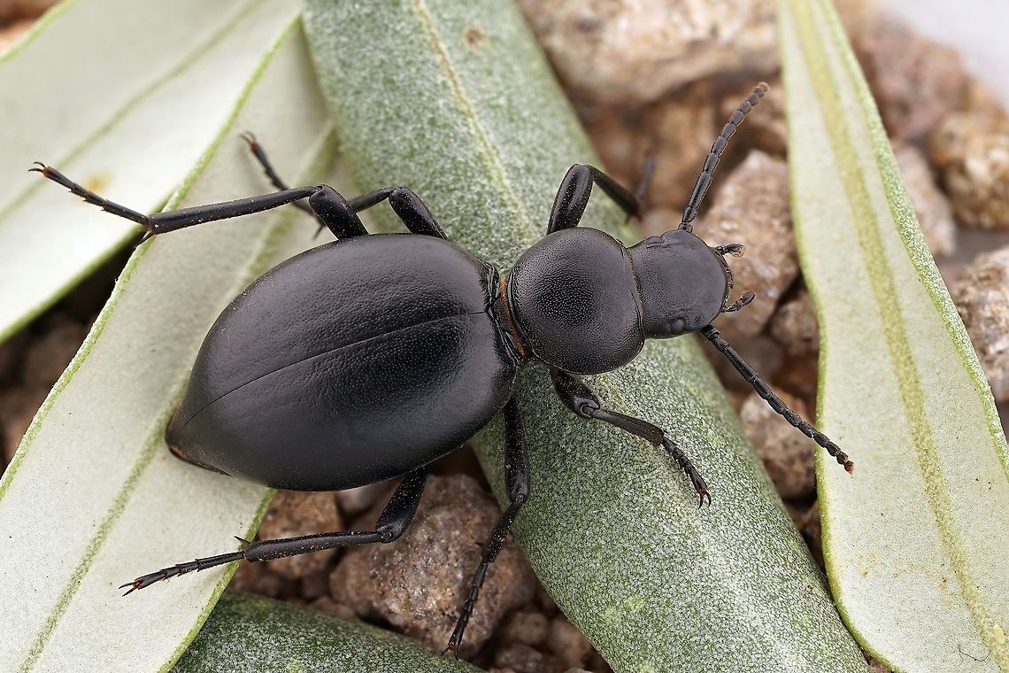 Tentyria rotundata Brullé, 1832 22 mm long Tenebrionidae from Greece Darkling beetle,Fall,Geotagged,Greece,Tentyria rotundata