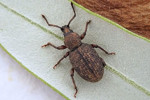Otiorhyncus (Otiomimus) sp. 8 mm long Entiminae from Greece Fall,Geotagged,Greece