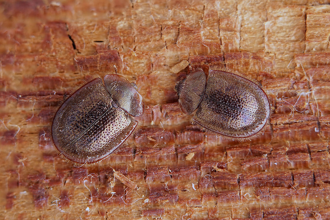 Thymalus limbatus (Fabricius, 1787) 5 mm long Trogossitidae found in pine wood very degraded by fungus France,Geotagged,Thymalus limbatus,Winter