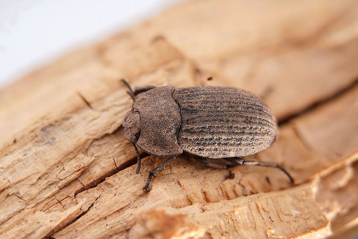 Opatrum verrucosum Germar, 1817 10.5 mm long Tenebrionidae Geotagged,Greece,Opatrum verrucosum,Winter