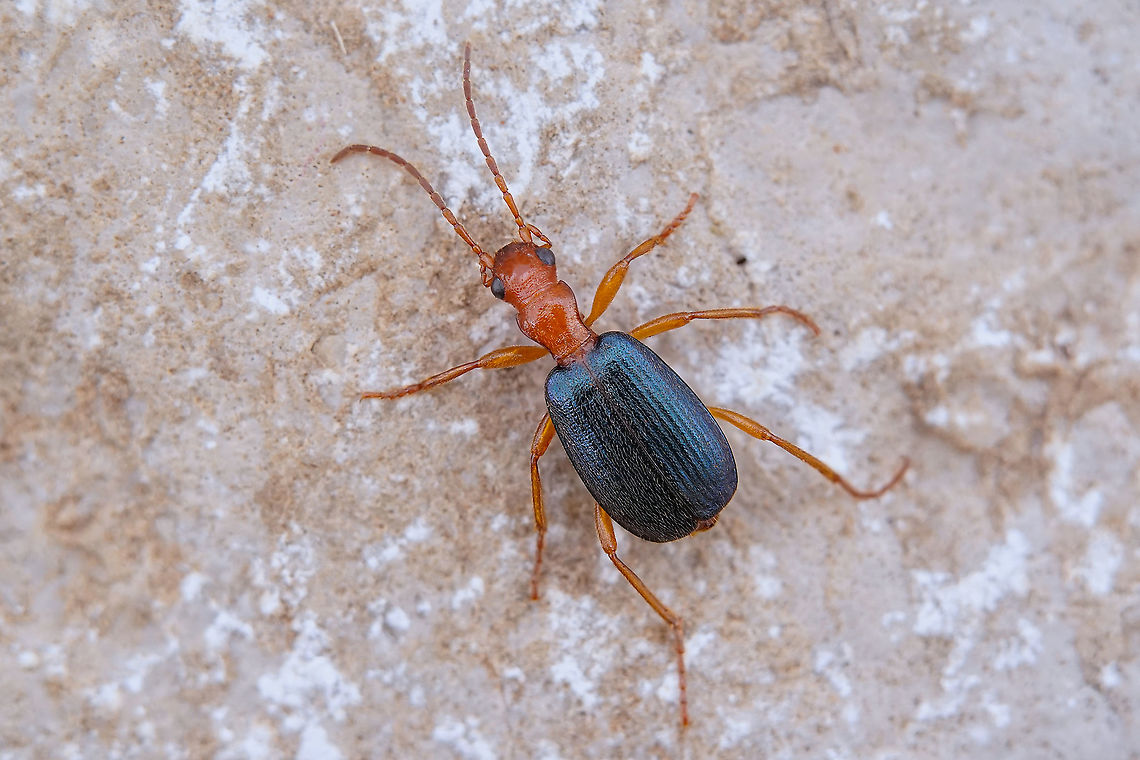 Brachinus brevicollis Motschulsky, 1844 7.5 mm long Carabidae<br />
Note that this species cannot be identified on this view only. Brachinus brevicollis,Geotagged,Greece,Winter
