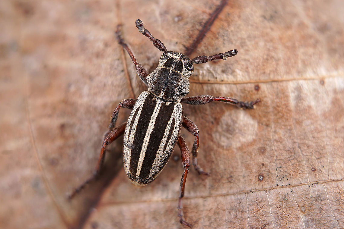 Dorcadion (Cribridorcadion) vincenzae Pesarini & Sabbadini, 2007 10.5 mm long Laminae from Mount Parnassos (male) Cerambycidae,Dorcadion,Dorcadion vincenzae,Geotagged,Greece,Winter
