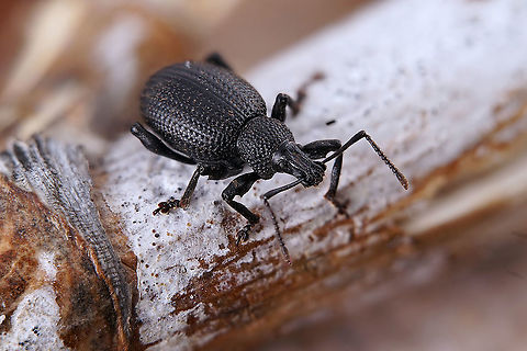 Otiorhynchus (Misenatus) lugens (Germar, 1817) 7 mm long Entiminae Curculionidae,Geotagged,Greece,Otiorhynchus lugens,Winter
