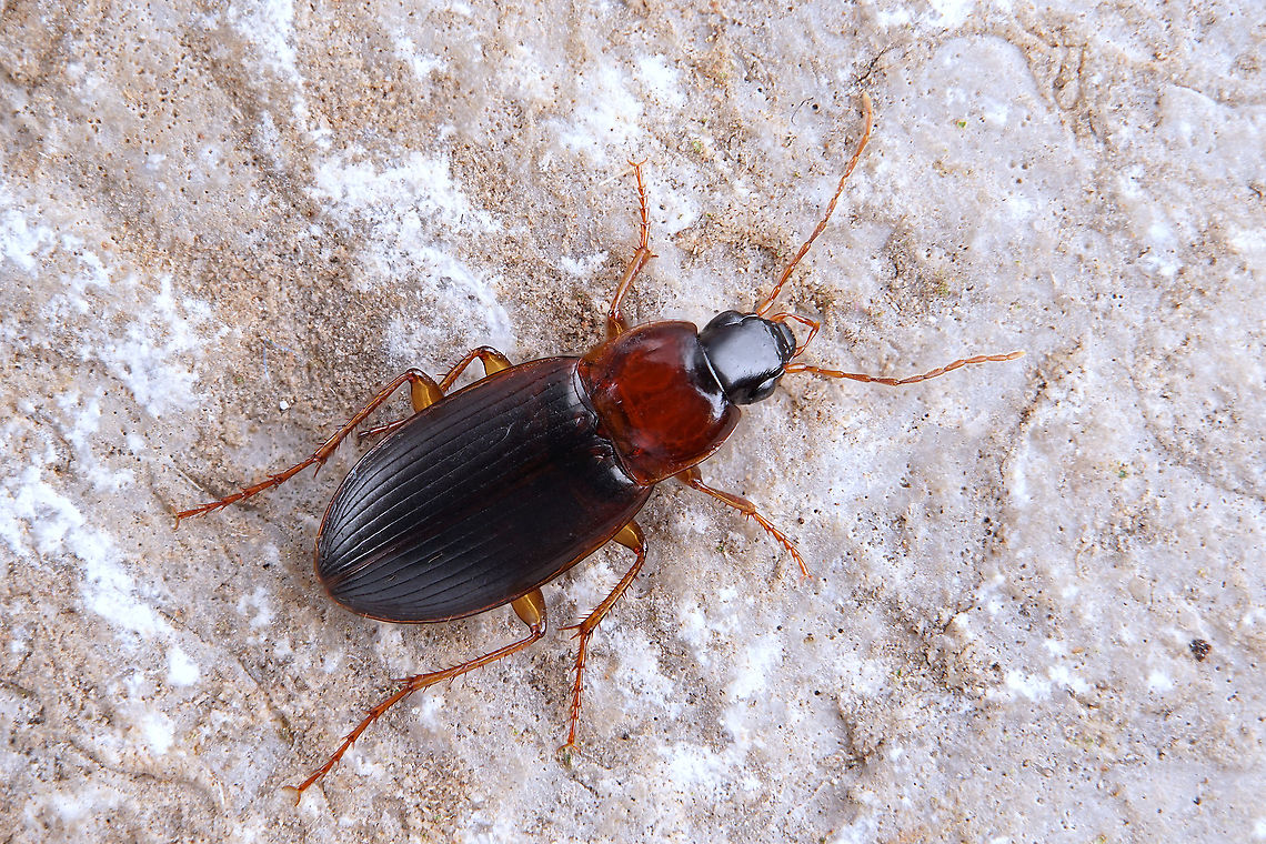 Calathus (Neocalathus) melanocephalus (Linnaeus, 1758) 6.5 mm long Carabidae, Harpalinae, Sphodrini Calathus melanocephalus,Carabidae,Geotagged,Greece,Harpalinae,Sphodrini,Winter