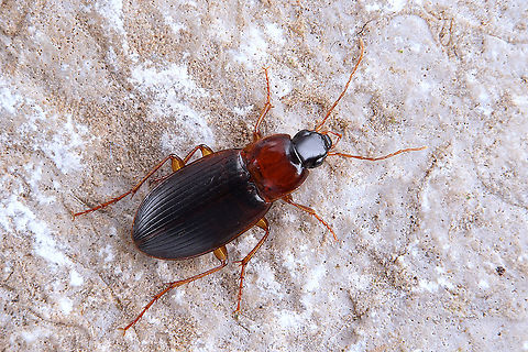 Calathus melanocephalus