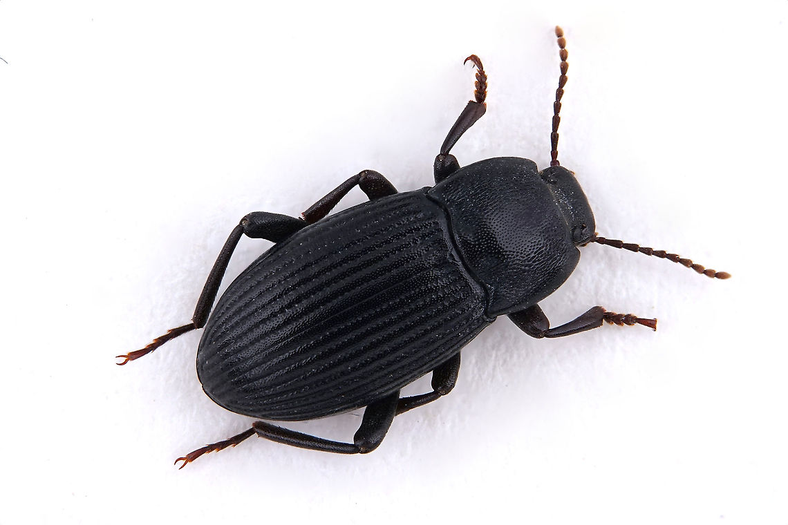 Colpotus pectoralis Mulsant & Rey, 1853 9 mm long Tenebrionidae, female Colpotus pectoralis,Geotagged,Greece,Winter