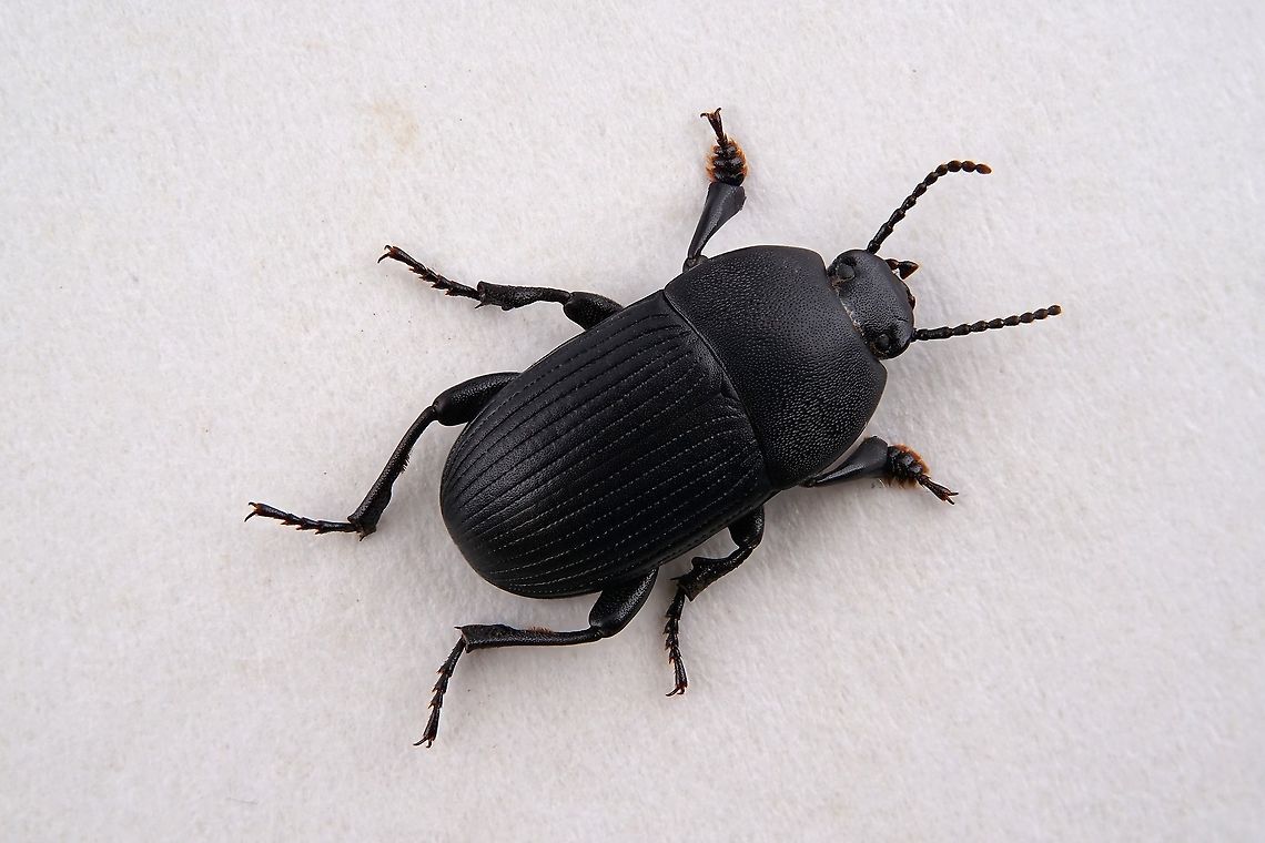 Pedinus quadratus Brullé, 1832 13 mm long Tenebrionidae Geotagged,Greece,Pedinus quadratus,Winter