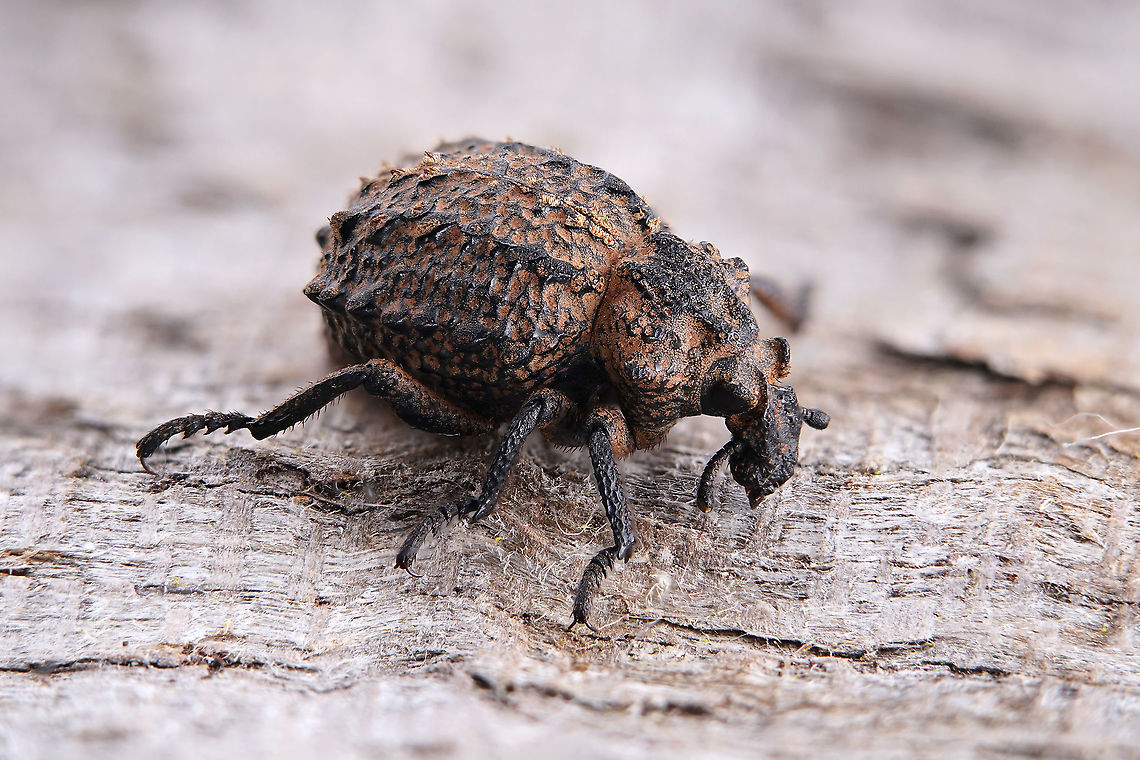 Brachycerus lutosus Gyllenhal, 1833 8.5 mm long Brachyceridae<br />
Determined with <a href="http://coleonet.de/coleo/texte/brachycerus.htm" rel="nofollow">http://coleonet.de/coleo/texte/brachycerus.htm</a> (with other photos showing top, side and front views)  Brachyceridae,Brachycerini,Brachycerus,Brachycerus lutosus,Curculionidae,Geotagged,Greece,Winter