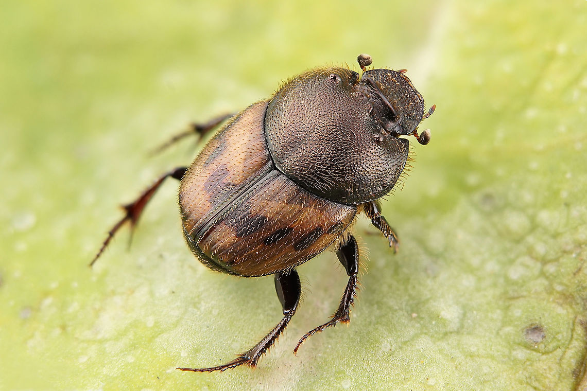 Onthophagus lemur (Fabricius, 1782) 7mm long Scarabaeinae Geotagged,Greece,Onthophagus lemur,Winter