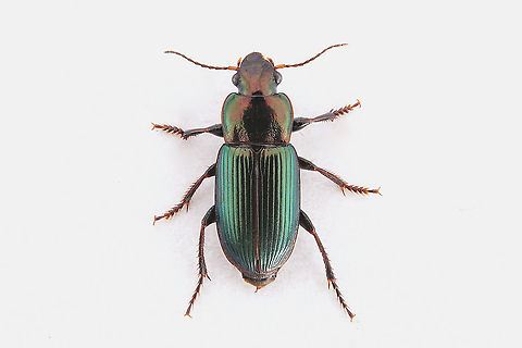 Harpalus (Harpalus) distinguendus (Duftschmid, 1812) 10 mm long Carabidae Geotagged,Greece,Harpalus distinguendus,Winter