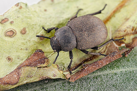 Phymatiotris quadricollis (Brull&eacute;, 1832) 15 mm long Tenebrionidae.
This genus includes now 2 species since the initial variant parallela has been raised to a valid species.
Here the species P. quadricollis, identified based on the original description here (page 64): https://archive.org/details/annalesdelasoc05soci/page/64/mode/2up?q=Phymatiotris
Also photos available here (page 231): https://www.researchgate.net/publication/311844896_Coleoptera_Tenebrionidae_recorded_by_Serge_Peslier_during_recent_entomological_trips_in_Greece_in_French  Geotagged,Greece,Phymatiotris quadricollis,Winter
