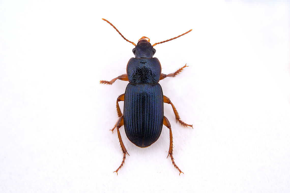 Ophonus (Hesperophonus) azureus (Fabricius, 1775) 8.5 mm long Carabidae Geotagged,Greece,Ophonus azureus,Winter