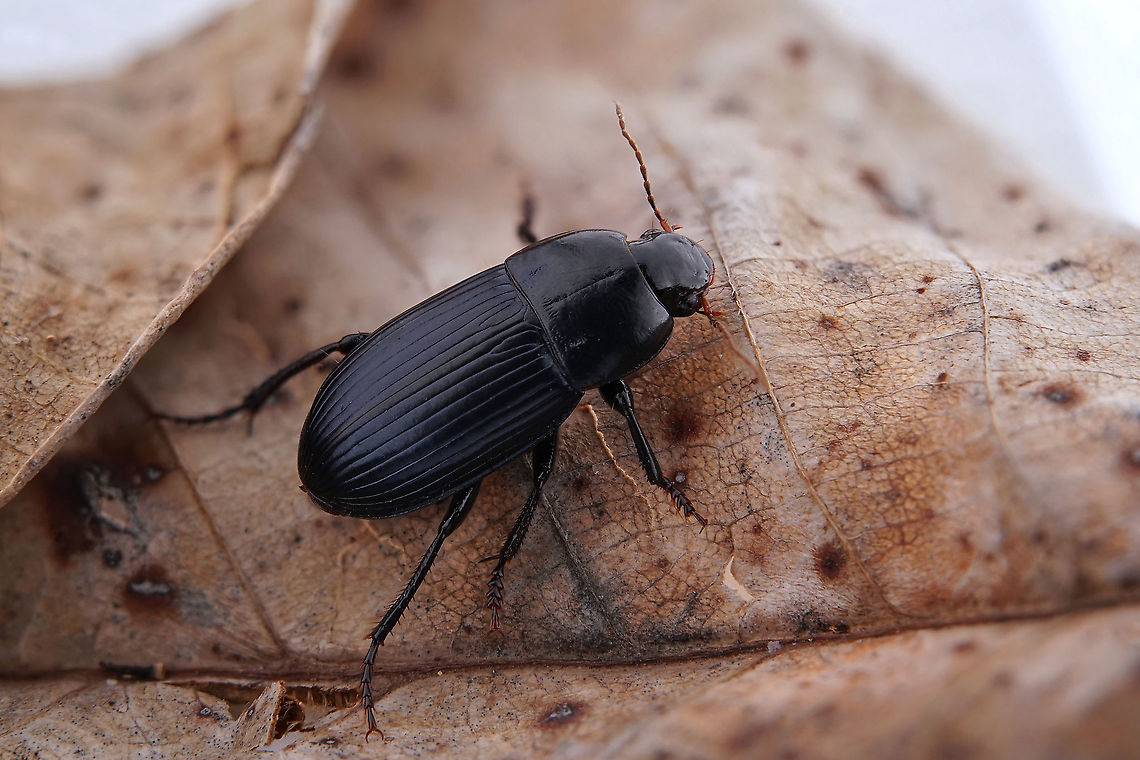 Harpalus (Cryptophonus) melancholicus (Dejean, 1829) 11 mm long Carabidae Geotagged,Greece,Harpalus melancholicus,Spring
