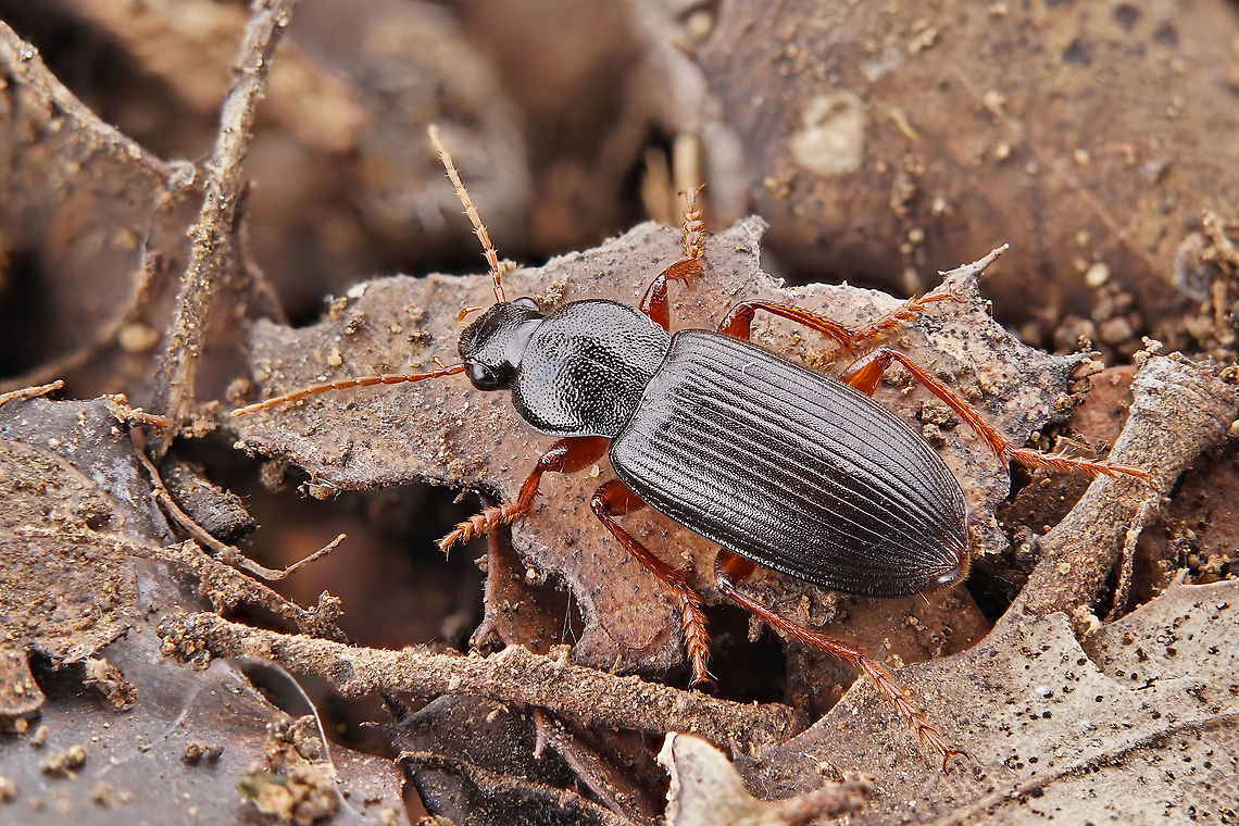 Ophonus (Incisophonus) incisus (Dejean, 1829) 12 mm long Carabidae Geotagged,Greece,Ophonus incisus,Spring