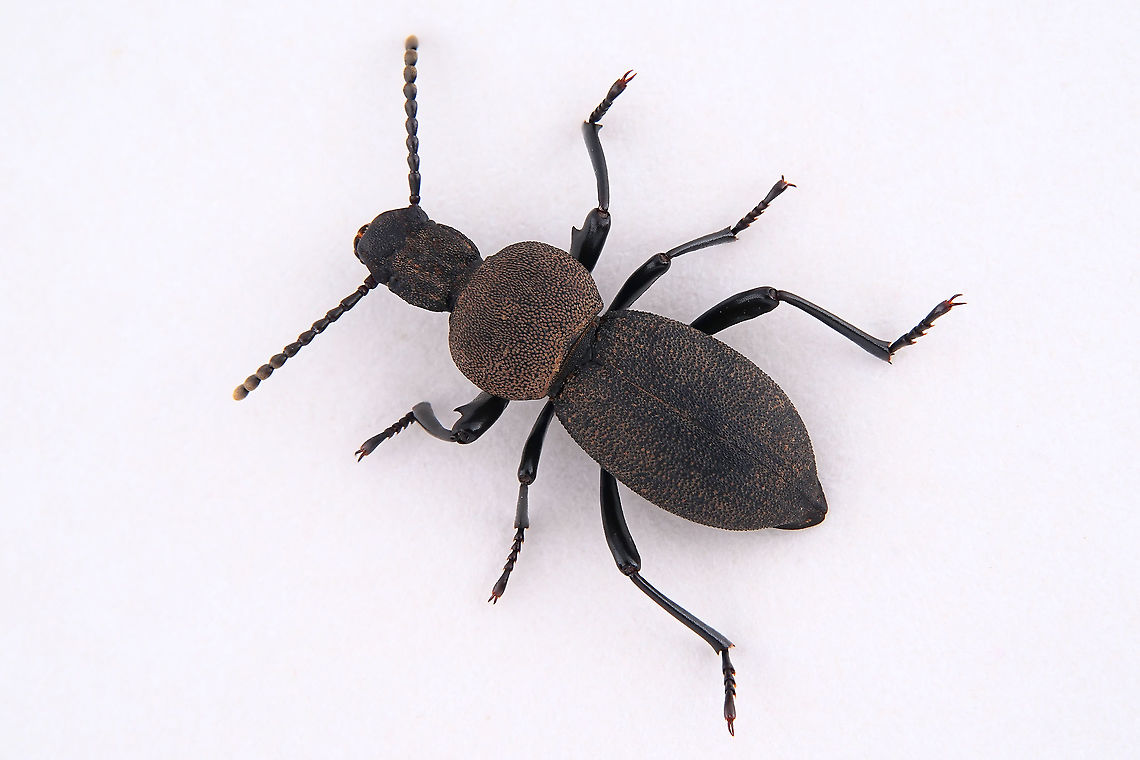 Cephalostenus elegans (Brullé, 1832) 16 long Tenebrionidae Cephalostenus elegans,Geotagged,Greece