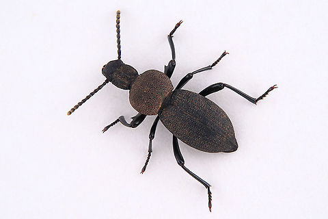 Cephalostenus elegans