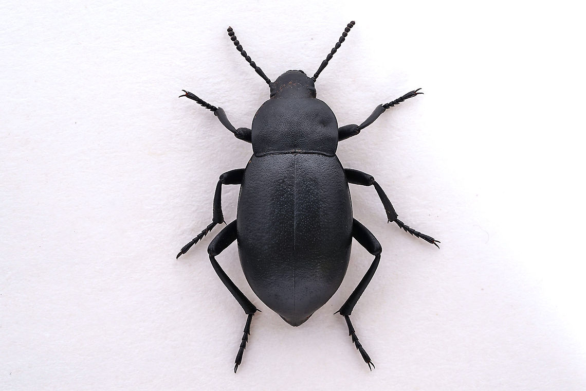 Blaps tibialis Reiche & Saulcy, 1857 21 mm long Tenebrionidae Blaps tibialis,Geotagged,Greece,Spring