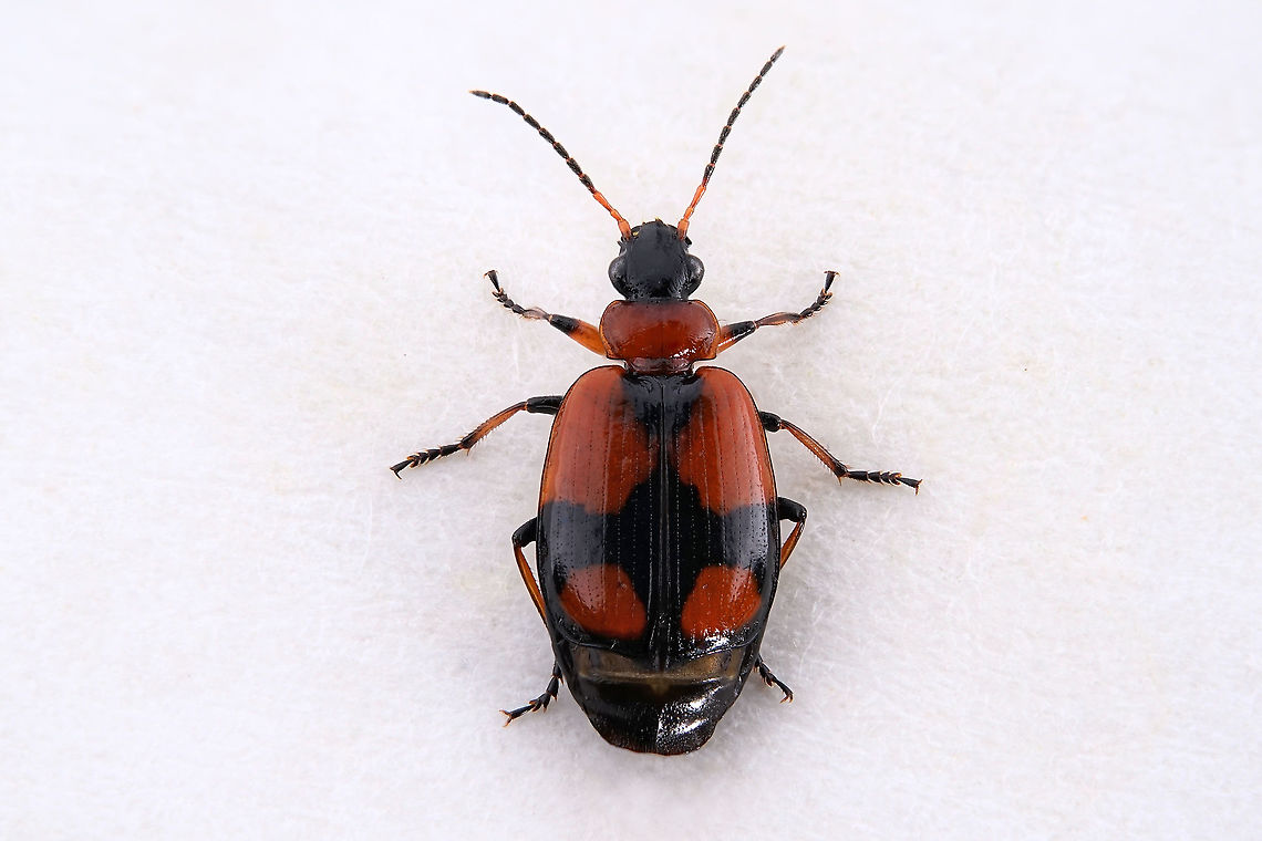 Lebia cruxminor (Linnaeus, 1758) 7 mm long Carabidae Geotagged,Greece,Lebia cruxminor,Spring